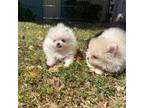 Pomeranian Puppy for sale in Riverside, CA, USA