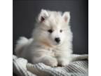 Samoyed Puppy for sale in Mount Vernon, MO, USA