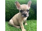 French Bulldog Puppy for sale in Valrico, FL, USA