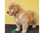 FXGDG Golden retriever puppies available