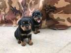 FGDHG Rottweiler puppies available