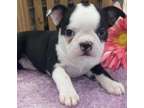 YIUYT Boston terrier puppies available