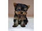 WERWD Yorkie puppies available