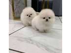 ETRGB Pomeranian puppies available