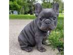 YTRYR French bulldog puppies available