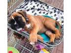 TYRUJY Boxer puppies available