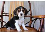 HTRR Beagle puppies available