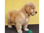 YUTUYT Golden retriever puppies available