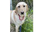 Adopt Laverne a Labrador Retriever