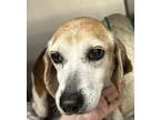 Adopt Darlin` a Beagle, Mixed Breed