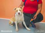 Adopt MOONSTONE a Mixed Breed