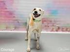 Adopt COURAGE a Mixed Breed