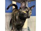 Adopt Astra a Tortoiseshell