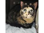 Adopt Jelly a Domestic Short Hair