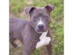 Adopt Kylie a Pit Bull Terrier