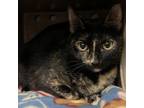 Adopt Havana a Domestic Short Hair