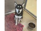 Adopt LOLA a Siberian Husky, German Shepherd Dog