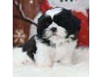 TRYTR Shih Tzu puppies available