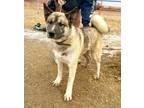 Adopt Rose a Akita