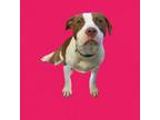 Adopt TUSC-Stray-tu1008 a Pit Bull Terrier