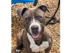 Adopt Kassidy a Pit Bull Terrier