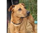 Adopt Harley a Black Mouth Cur, Mixed Breed