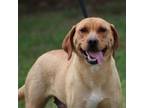 Adopt Latte a Yellow Labrador Retriever