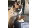 Adopt Nomi a Snowshoe