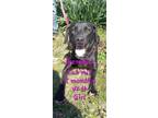 Adopt Gemma a Labrador Retriever