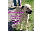Adopt Champagne a Black Mouth Cur