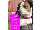 Adopt Dutchess a English Coonhound