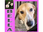 Adopt Bella a Treeing Walker Coonhound
