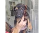 Adopt Snickers a German Shepherd Dog, Mixed Breed