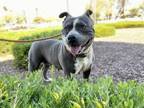 Adopt JULIET a Pit Bull Terrier, Mixed Breed