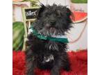 Adopt Lucy a Terrier