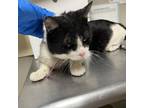 Adopt Beatrice a Domestic Short Hair