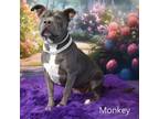 Adopt Monkey a Pit Bull Terrier