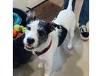 Adopt Mardi a Terrier