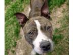 Adopt LUNA LIN* a Pit Bull Terrier, Mixed Breed