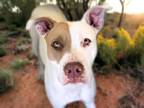 Adopt GAZELLE a Pit Bull Terrier, Mixed Breed