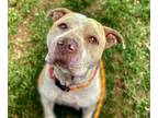 Adopt SUMMER a Pit Bull Terrier