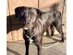 Adopt MIDNIGHT a Pit Bull Terrier