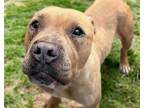 Adopt DULCE* a Pit Bull Terrier, Mixed Breed