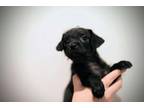 Adopt Zen - Buddha Pup a Pug, Terrier