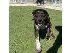 Adopt LUNA (Available March 25, 2024) a Dachshund, Rottweiler