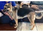 Adopt Stormy a German Shepherd Dog