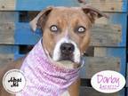Adopt DARBY a Pit Bull Terrier, Mixed Breed