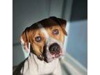 Adopt Kona a Pit Bull Terrier, Hound