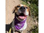 Adopt Kona a Pit Bull Terrier, Hound