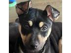Adopt Tootsie Pup a Mixed Breed